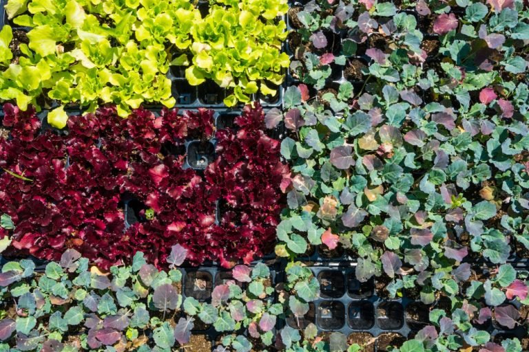 Embracing Green Living: The Beauty and Benefits of Vertical Gardens.