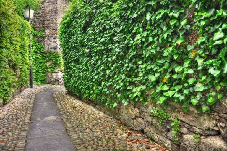 Maintaining Your Vertical Garden in Rajouri Garden.