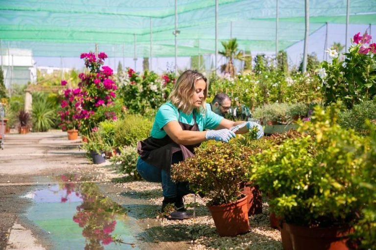 Best Indoor Plants Manufacturers in Delhi