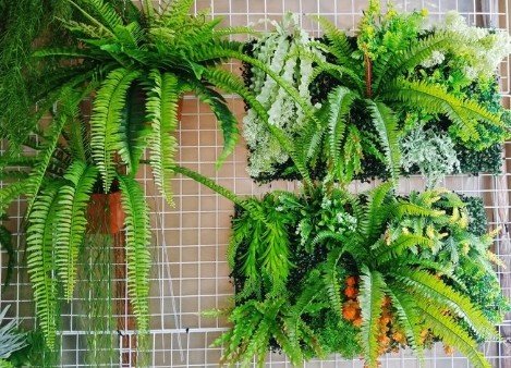 best plants for a vertical garden in Delhi