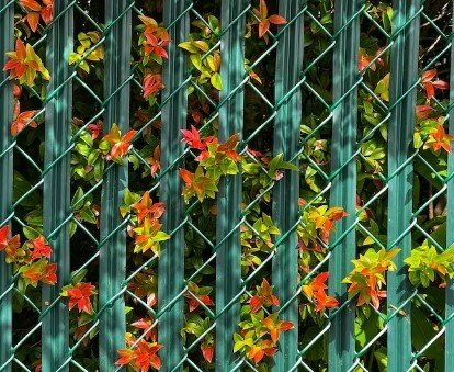 Best vertical garden wall for balcony in Delhi