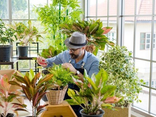 Best Indoor Plant Dealer in Delhi