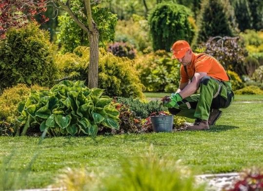 Top Landscape Gardening in Rajouri Garden