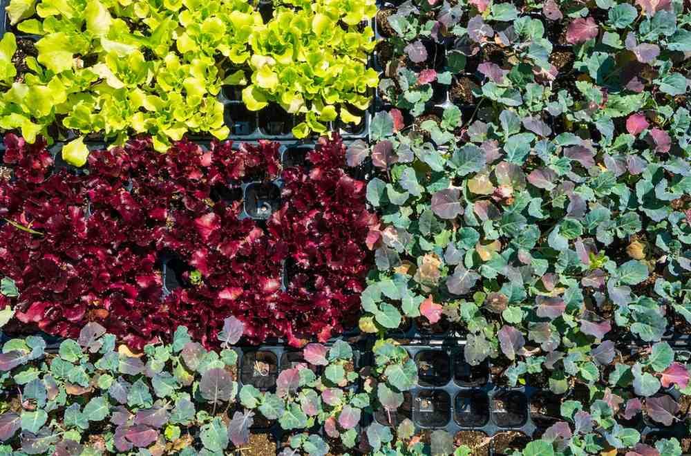 Best Wall Garden Planters Supplier in Delhi