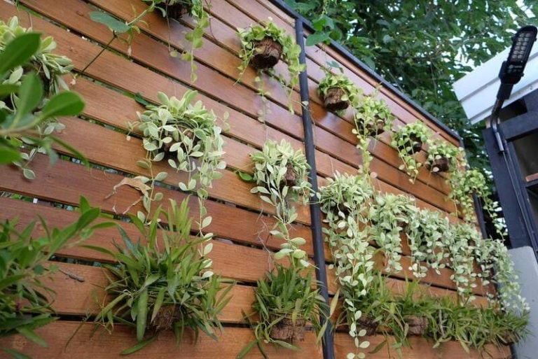 Wall Plants Outdoor in New Delhi