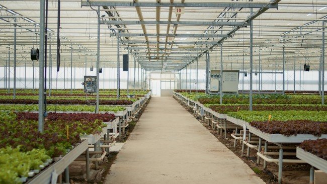 Modern greenhouse with hydroponic lettuce beds and an advanced irrigation system for efficient crop cultivation.