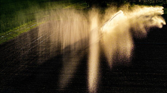 Agricultural irrigation system watering a cultivated field using high-efficiency sprinklers during sunrise.