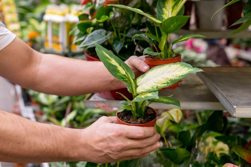 Indoor plants in pots being selected at a plant nursery in Delhi