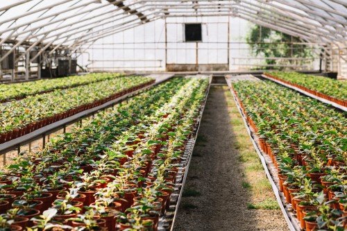 Rows of young plants growing in a greenhouse with an organized irrigation and nursery setup