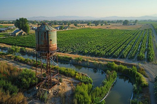 Agricultural irrigation system supplying water to a green crop field
