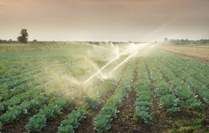 Agricultural field of leafy green crops being watered by multiple sprinklers under a cloudy sky