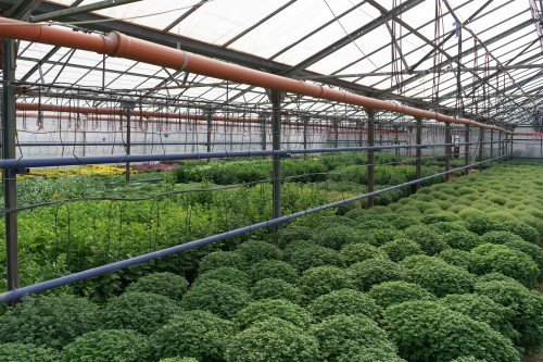 Greenhouse filled with chrysanthemum plants and overhead irrigation pipes, showcasing an Irrigation System Dealer setup