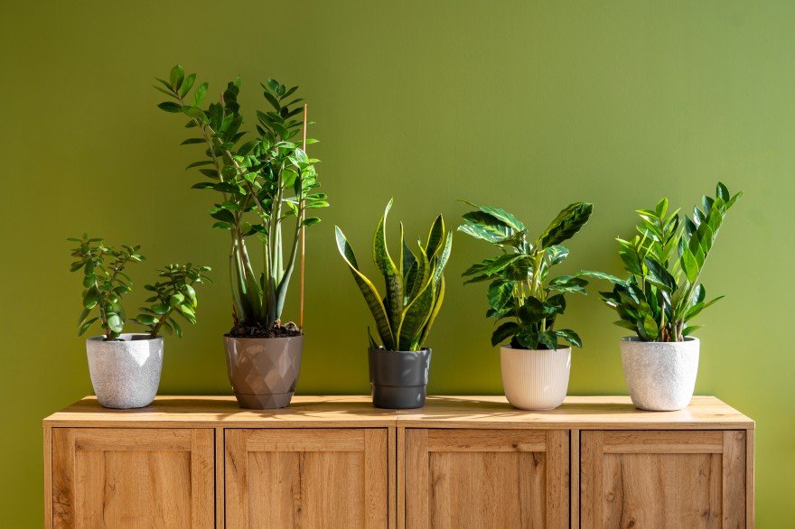 Indoor plants in decorative pots arranged on a wooden cabinet