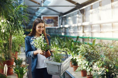 Indoor plant dealer helping customers choose healthy potted plants in a greenhouse