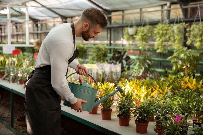Indoor plant dealer watering potted plants inside a greenhouse